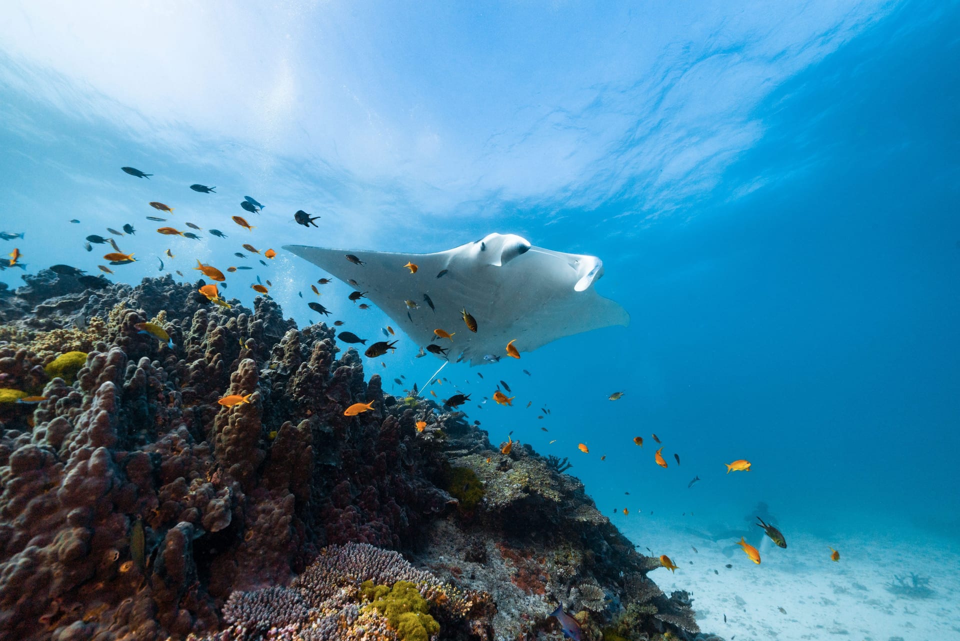 Lady Elliot Island