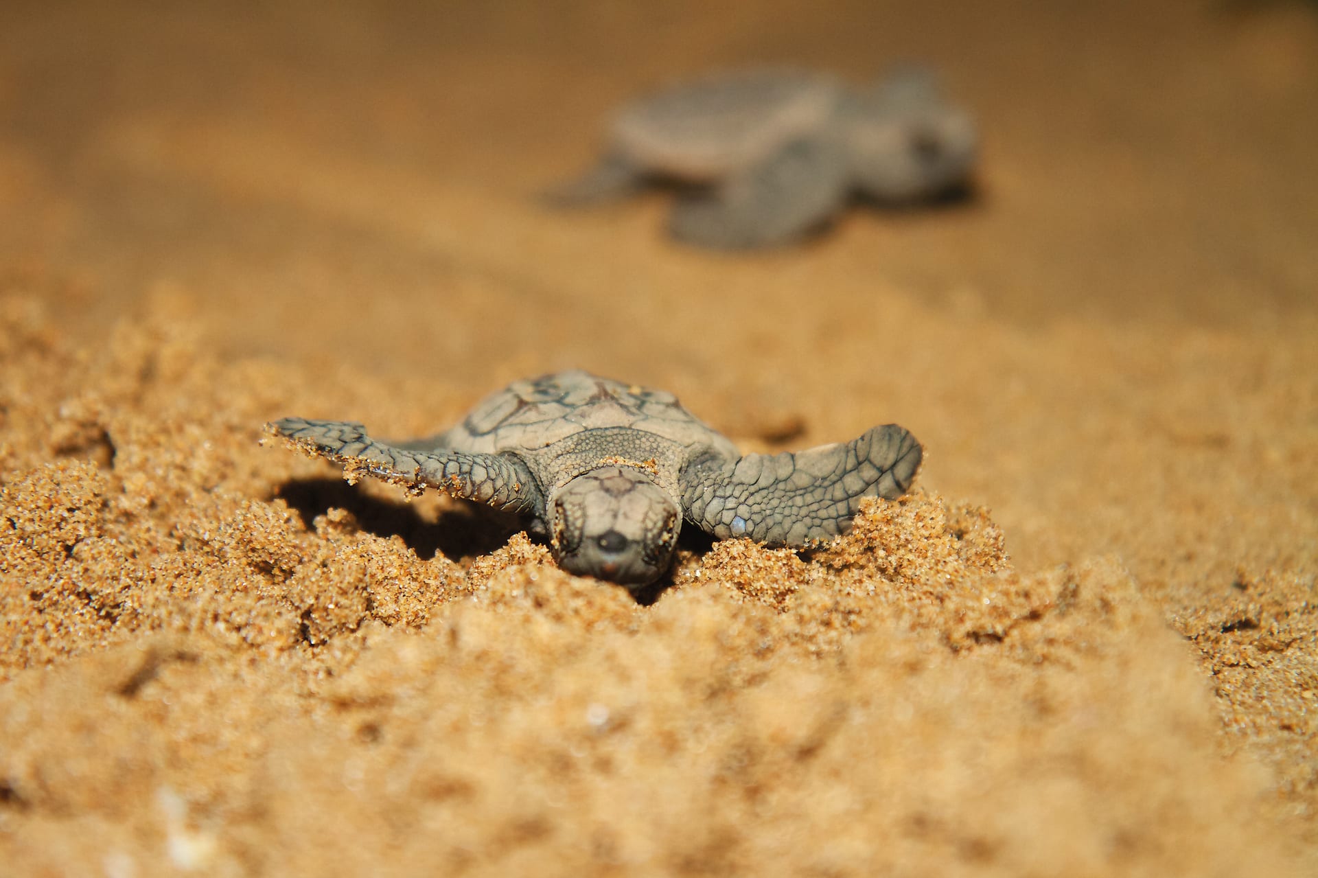 Mon Repos Turtles
