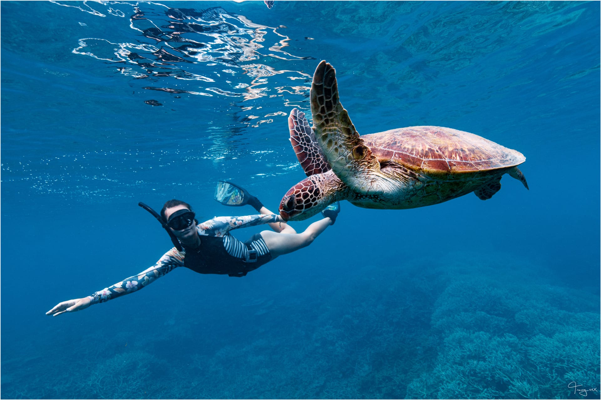 Snorkelling with a green sea turtle on the Southern Great Barrier Reef